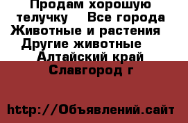 Продам хорошую телучку. - Все города Животные и растения » Другие животные   . Алтайский край,Славгород г.